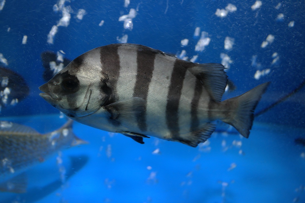 黑云魚是底層魚還是上層魚