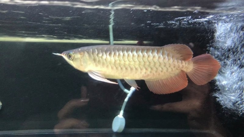 龍魚受污染后應該如何處理？