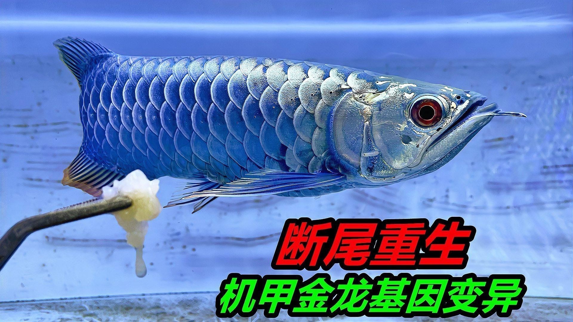 龍魚受污染后應該如何處理？