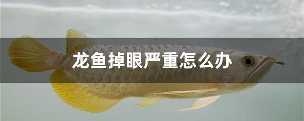 龍魚上浮不動怎么回事：龍魚上浮不動可能由多種原因引起龍魚不游動的原因和解決方法