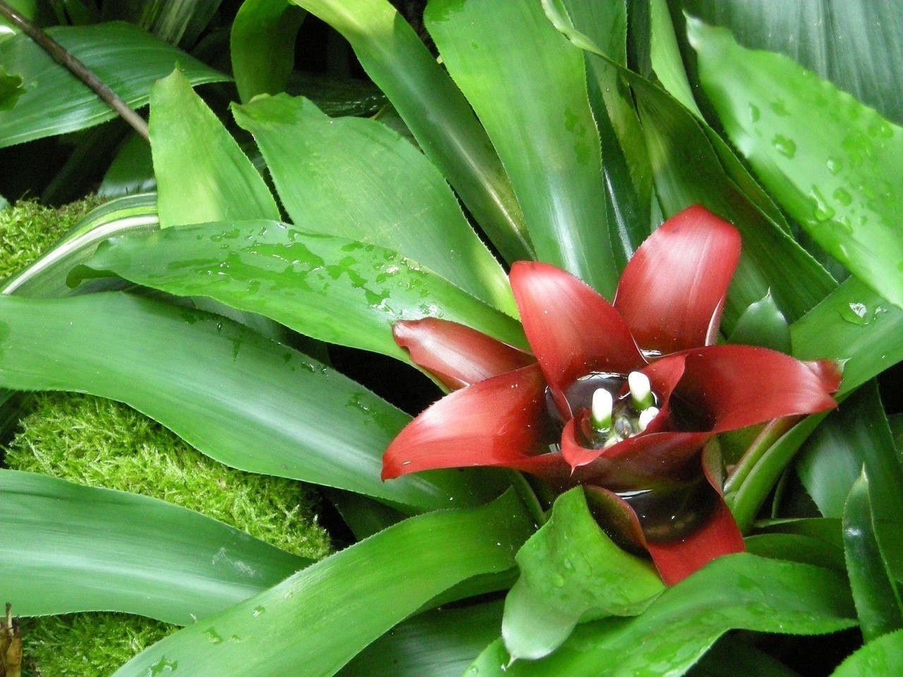 龍魚能不能和鸚鵡混養