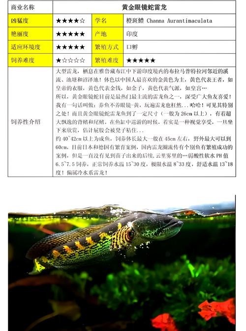 雷龍魚圖片大全欣賞
