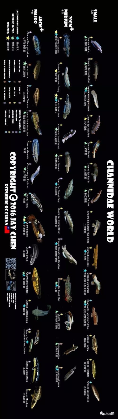 雷龍魚圖片大全欣賞