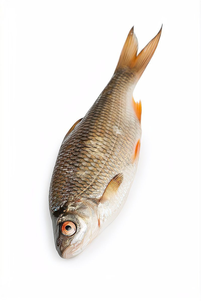 黃平龍魚的繁殖過程是怎樣的，平龍魚的繁殖過程是什么時候黃平龍魚的繁殖過程是什么時候