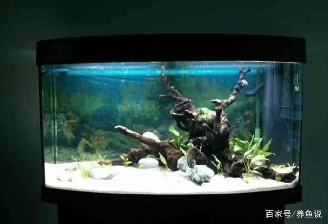 魚缸里的水發渾是怎么回事解決方法（探究魚缸水渾濁時如何正確換水？）