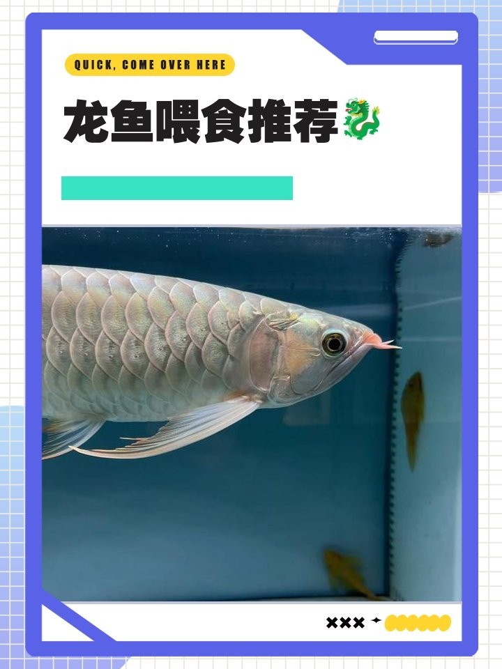 龍魚弓背恢復期間可以喂食嗎？