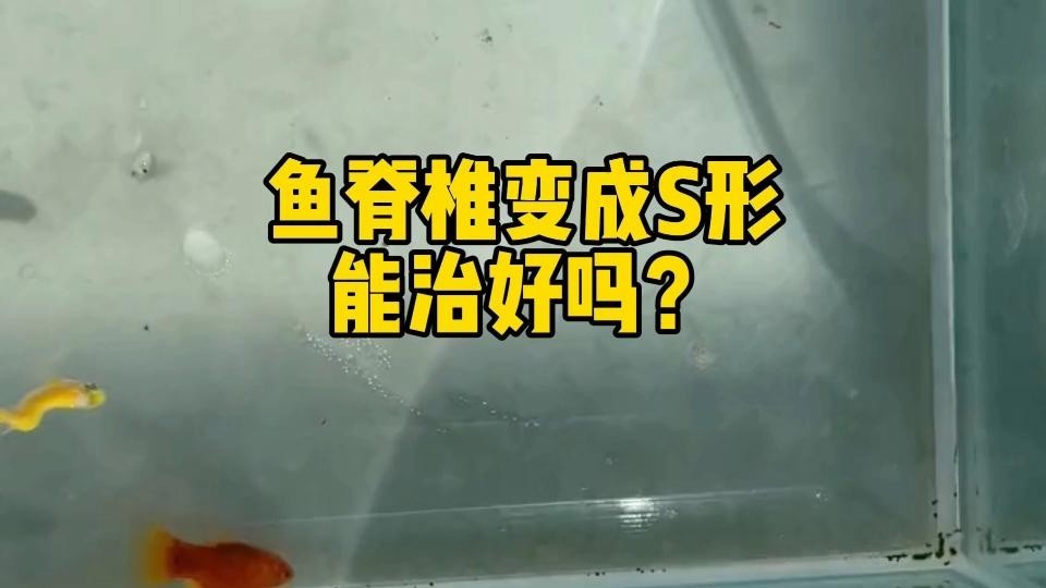 金龍魚的水溫大約多少度最好：關于金龍魚水溫的問題 金龍魚的水溫大約多少度最好：關于金龍魚水溫的問題 觀賞魚百科 第2張