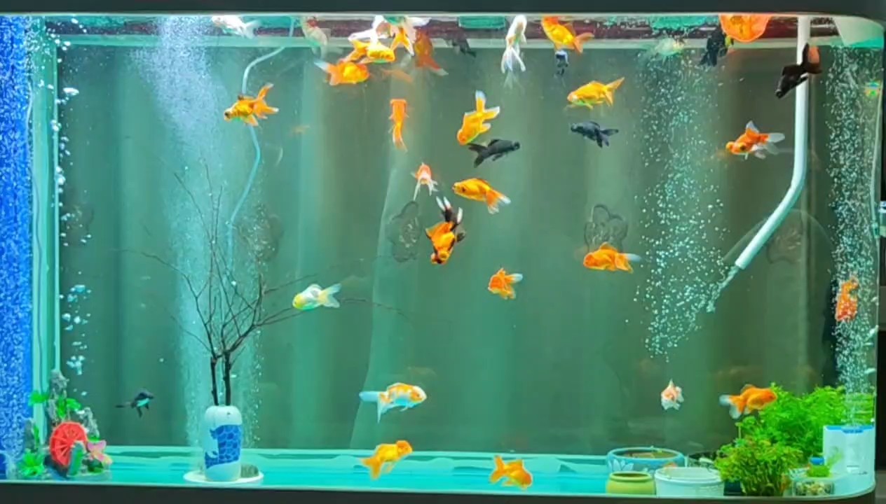 1.8米子彈頭金魚缸完成 1.8米子彈頭金魚缸完成 龍魚論壇