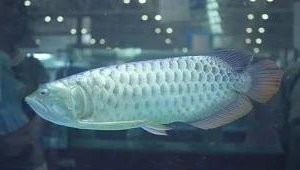 中山市橫欄鎮眾友水族館（中山市橫欄鎮眾友水族館地址）