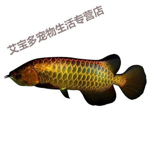 馬來西亞金龍魚芯片查詢