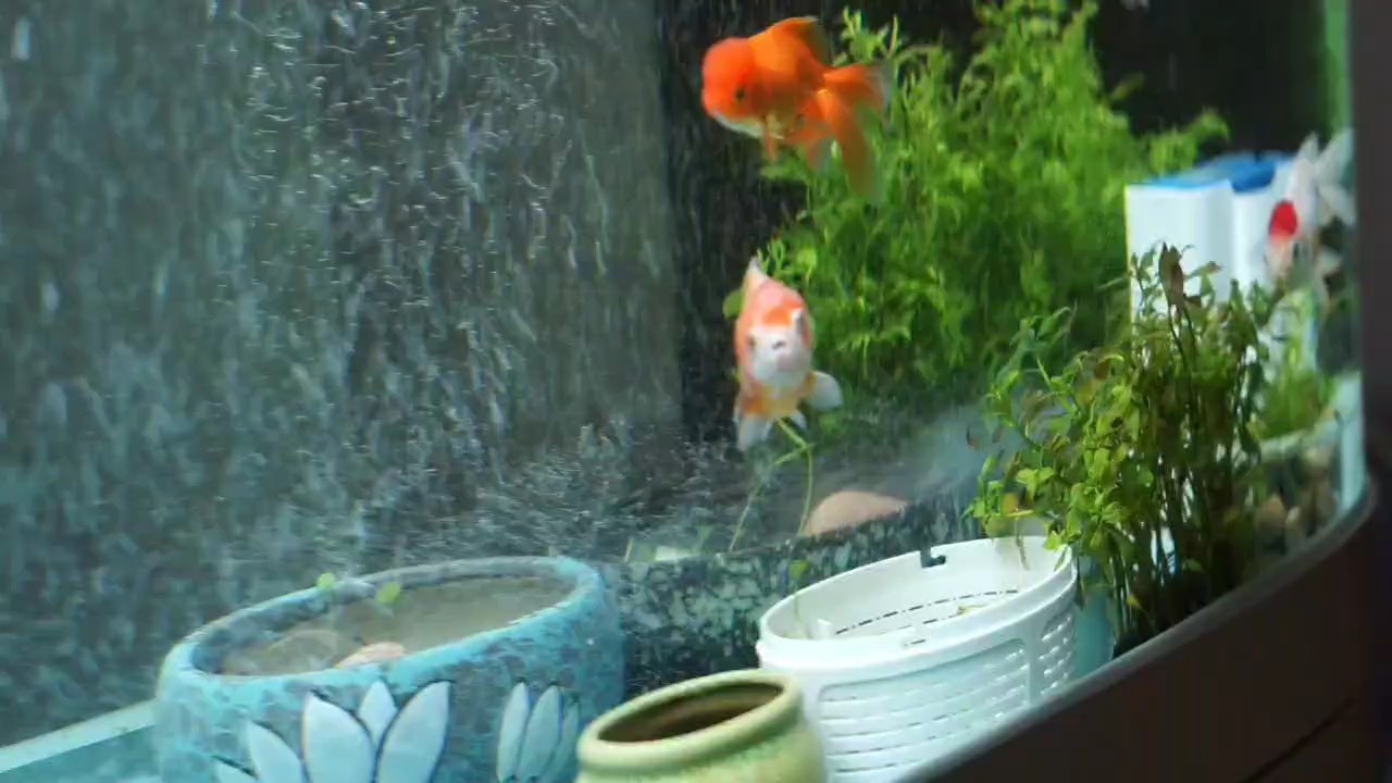 小金魚的游樂場