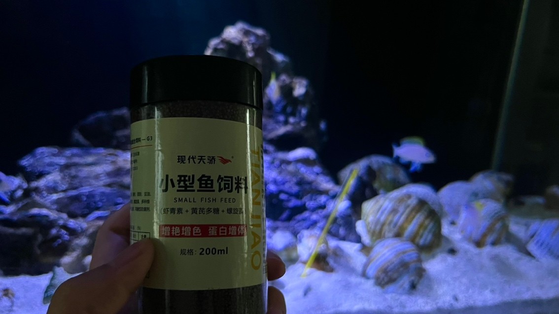 黃帆天堂鳥給你們喂的肥肥的 黃帆天堂鳥給你們喂的肥肥的 龍魚論壇 第1張