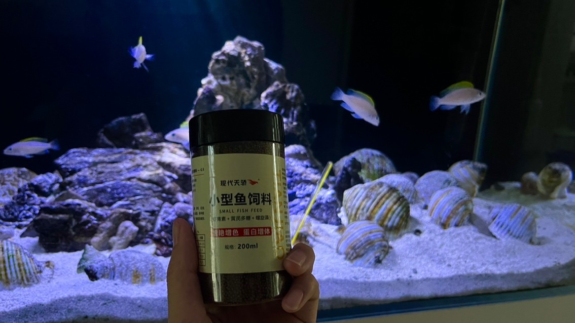 黃帆天堂鳥給你們喂的肥肥的 黃帆天堂鳥給你們喂的肥肥的 龍魚論壇 第3張