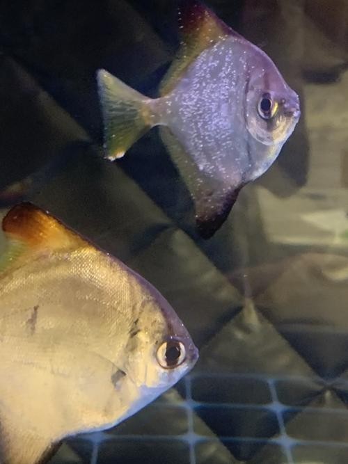 龍魚需要照明魚缸嗎？，龍魚需要燈照魚缸嗎，