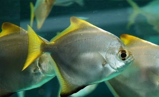 龍魚躲在角落不愛游動怎么辦，，懶人養龍魚躲在角落不愛游動怎么辦，龍魚躲在角落不愛游動怎么辦 龍魚躲在角落不愛游動怎么辦，，懶人養龍魚躲在角落不愛游動怎么辦，龍魚躲在角落不愛游動怎么辦 觀賞魚百科 第2張