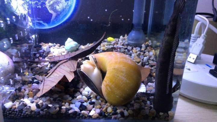 雷龍魚鉆沙子怎么回事兒