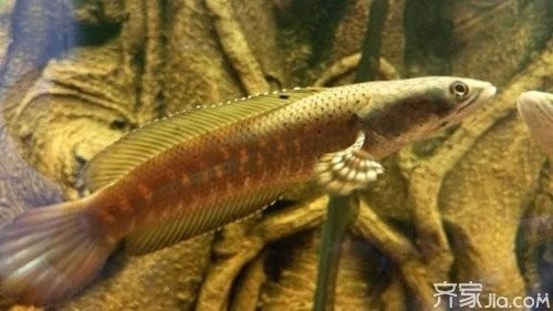 雷龍魚鉆沙子怎么回事兒