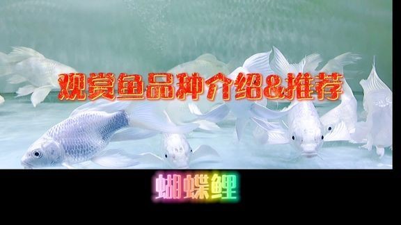 100種觀賞魚視頻