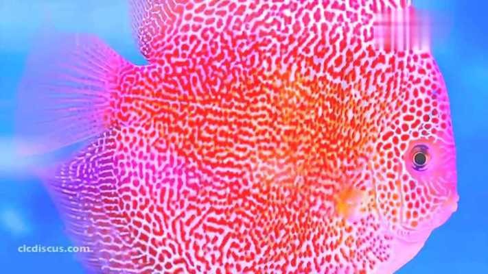 100種觀賞魚視頻