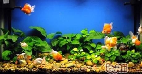 100種觀賞魚視頻
