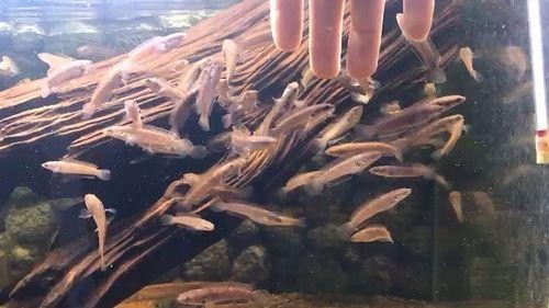 雷龍魚幼崽