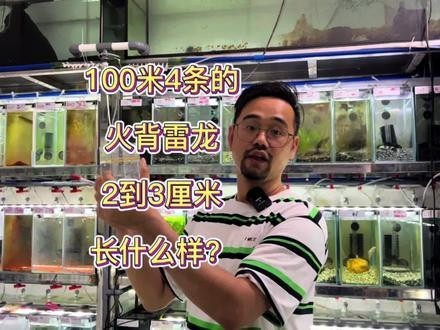 雷龍魚幼崽