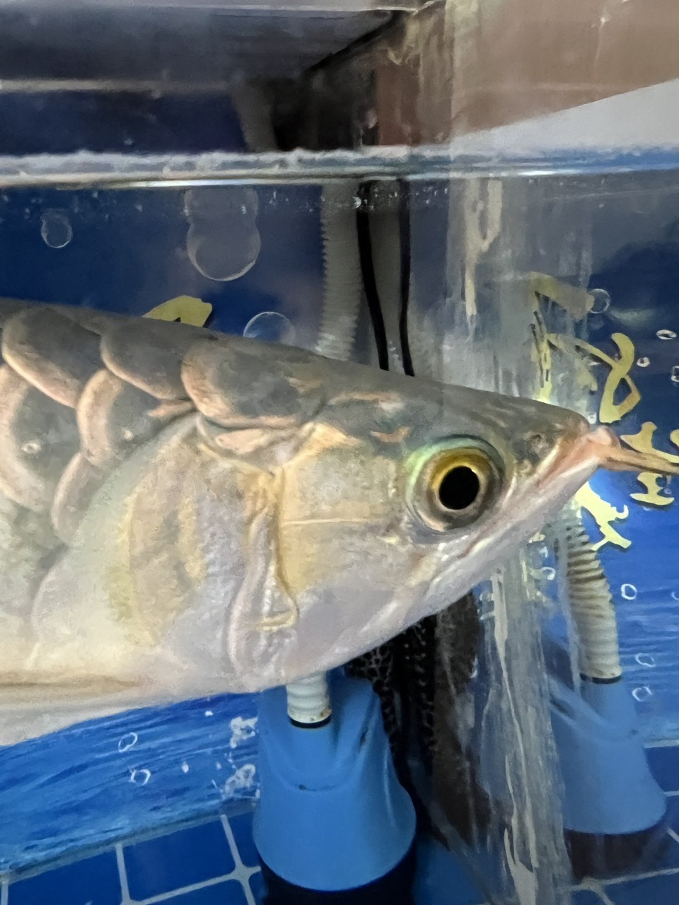 龍魚鰓蓋爛肉 被啃一下 頭洞？