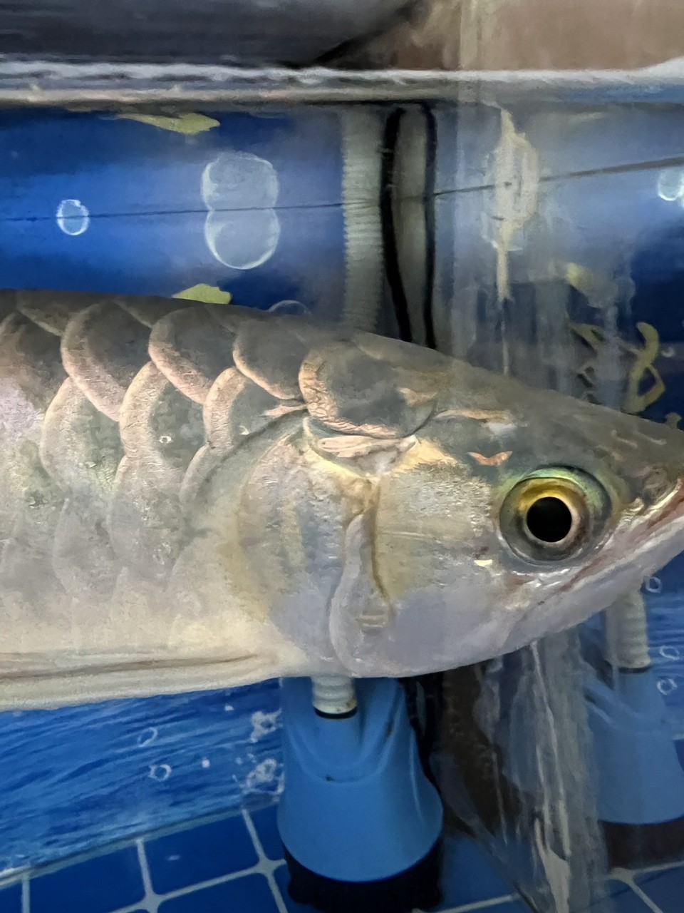 龍魚鰓蓋爛肉 被啃一下 頭洞？