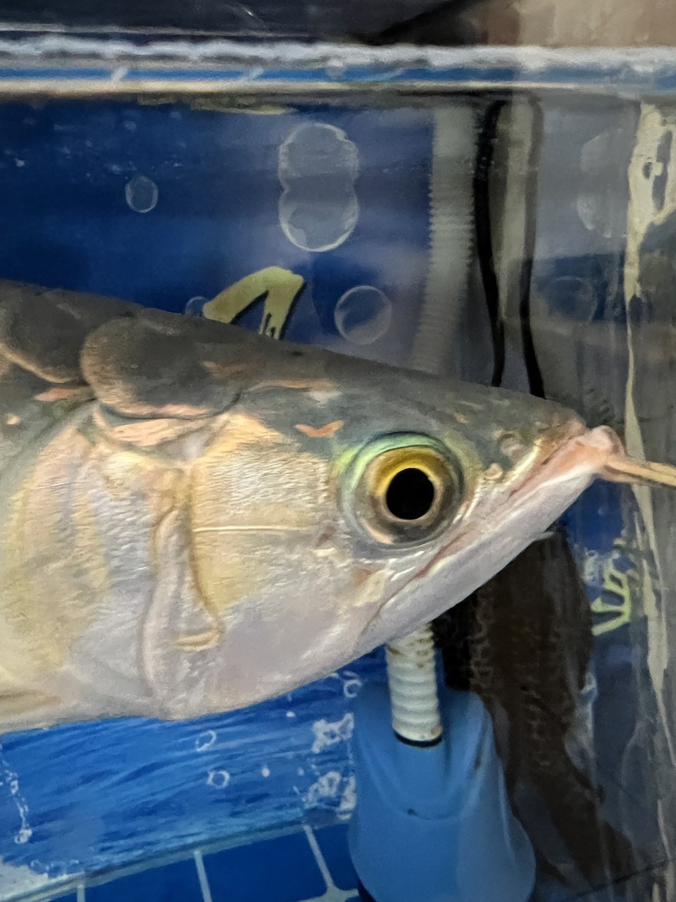 龍魚鰓蓋爛肉 被啃一下 頭洞？