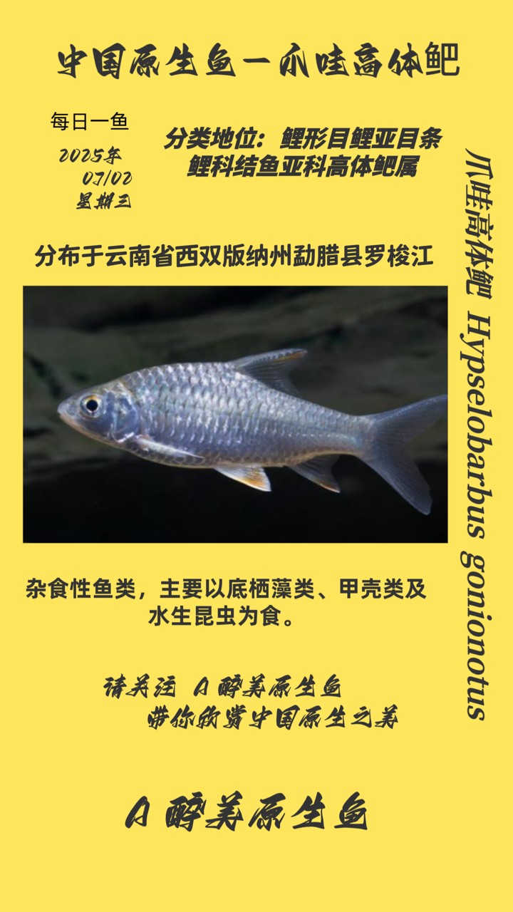 爪哇高體鲃