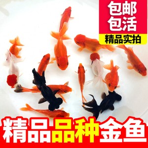 仙桃市覓德觀賞魚店 仙桃市覓德觀賞魚店 全國水族館企業名錄