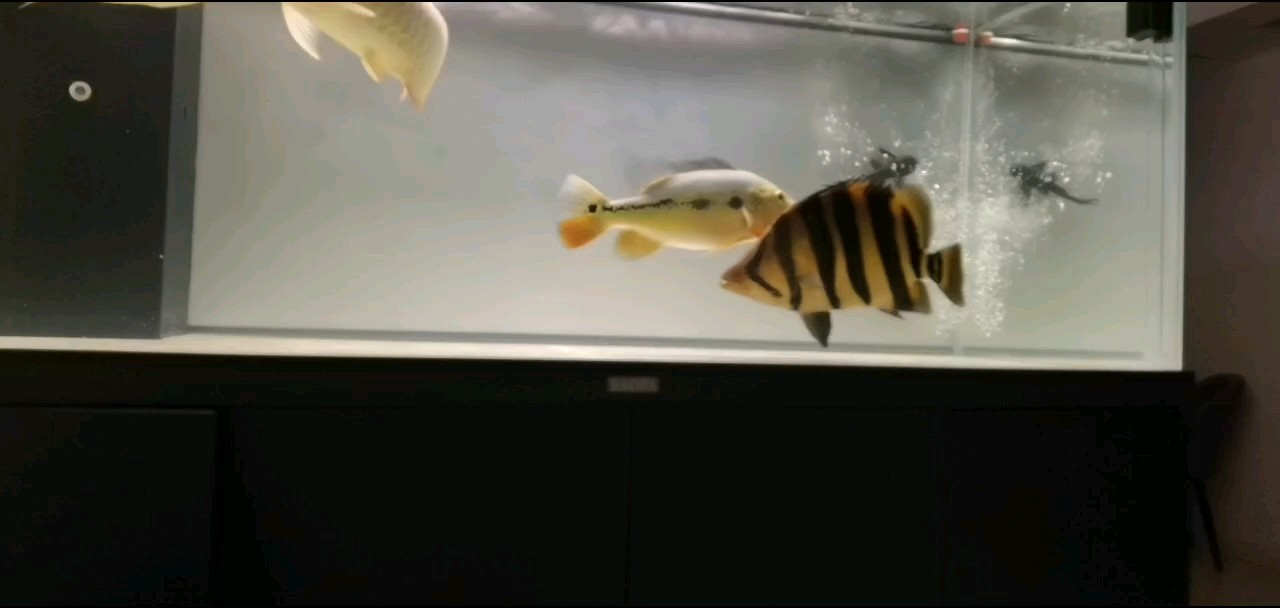 虎魚霸缸