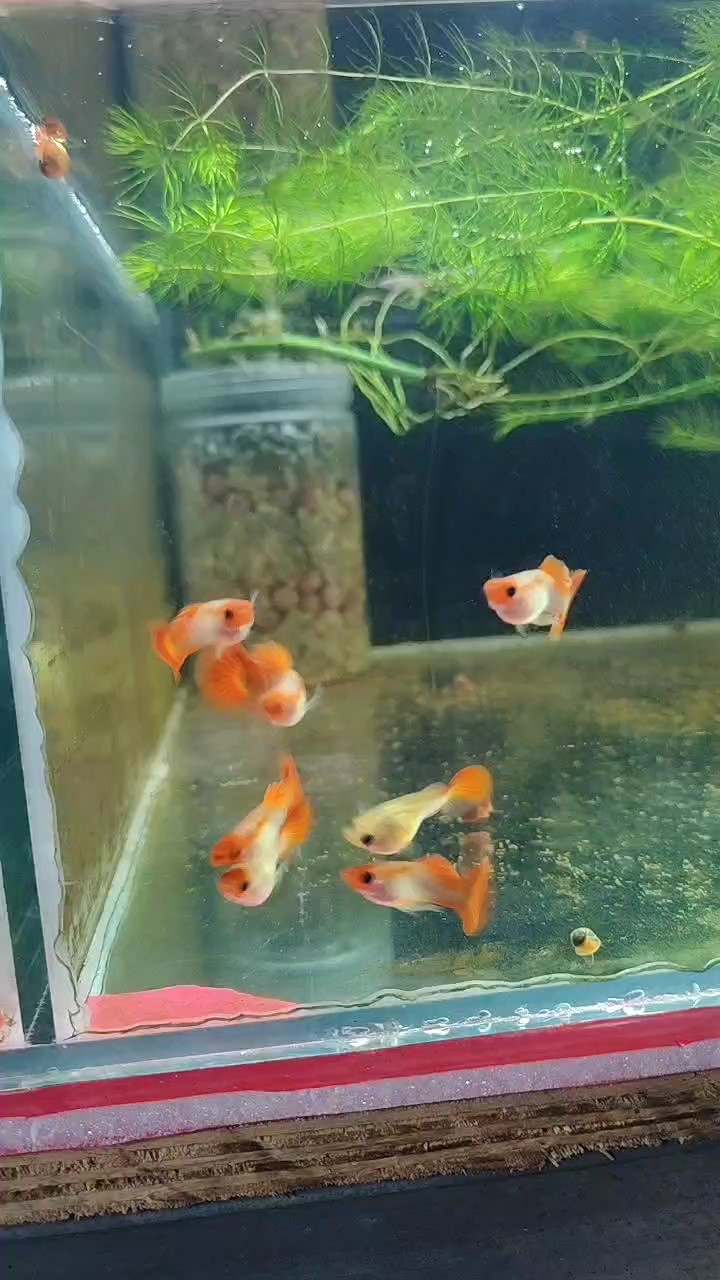孔雀魚真是物美價廉