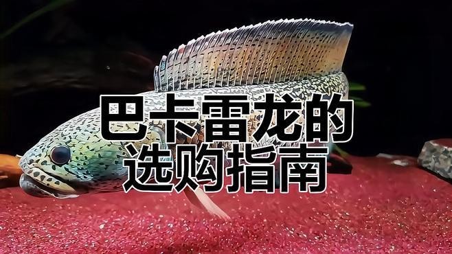 雷龍魚哪個品種好看又漂亮