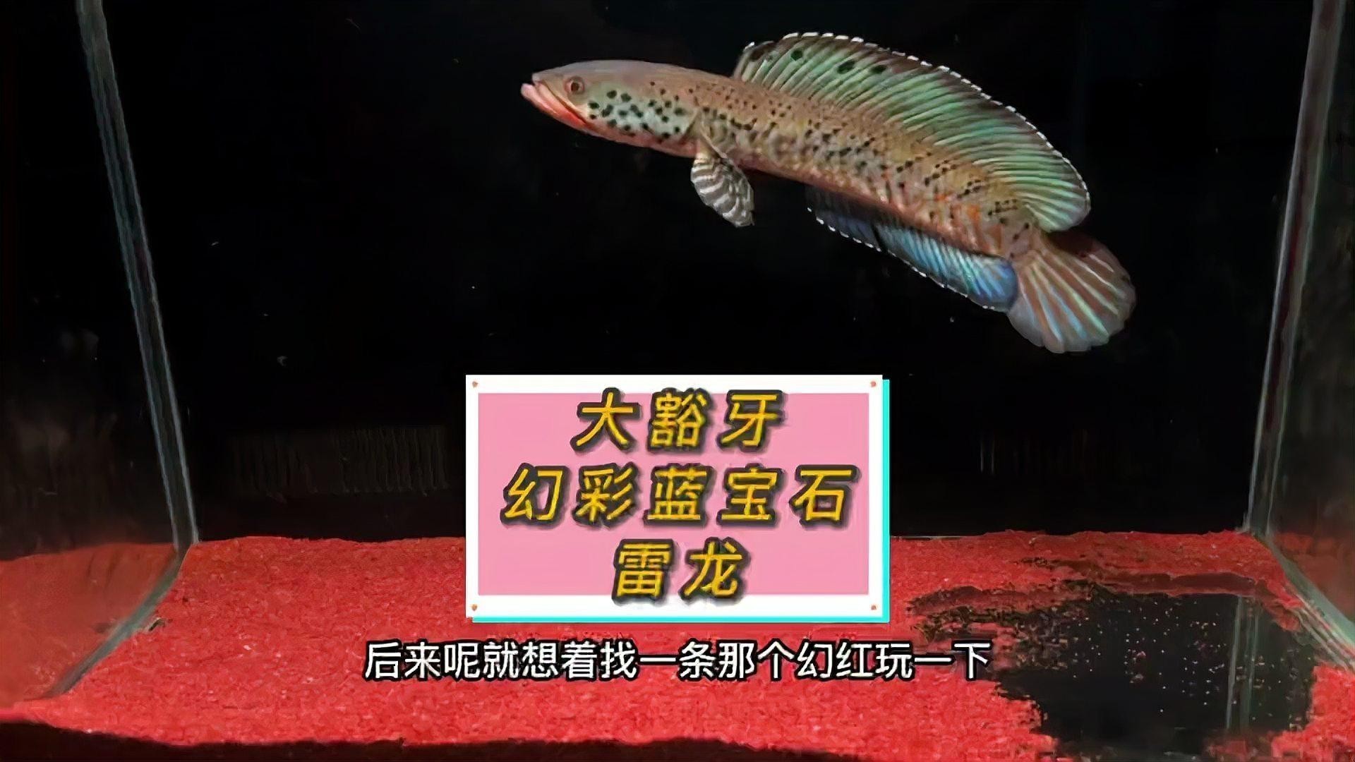 雷龍魚哪個品種好看又漂亮