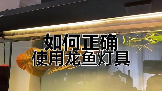龍魚專用燈放魚缸哪里合適呢視頻教程