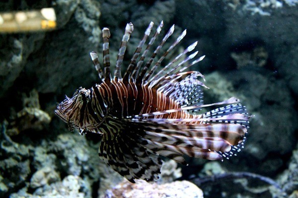 綏德縣徐健水族館（綏德縣徐健水族館地址）