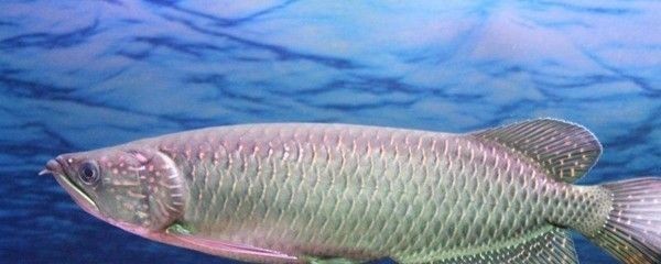 東莞市塘廈大洋水族館（東莞市塘廈大洋水族館地址）