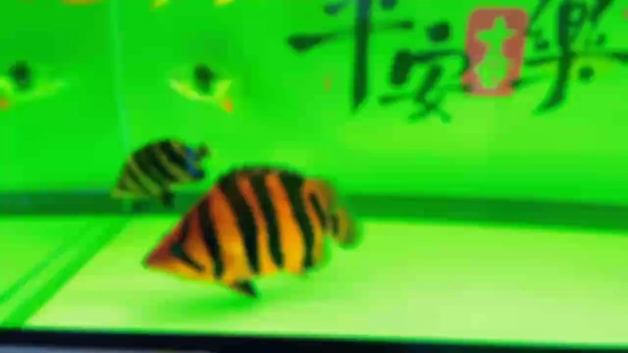 大虎給估個價～ 大虎給估個價～ 龍魚論壇