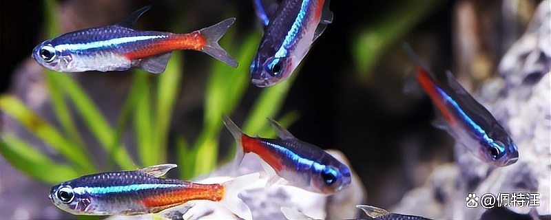 龍魚剛買回來幾天可以喂食