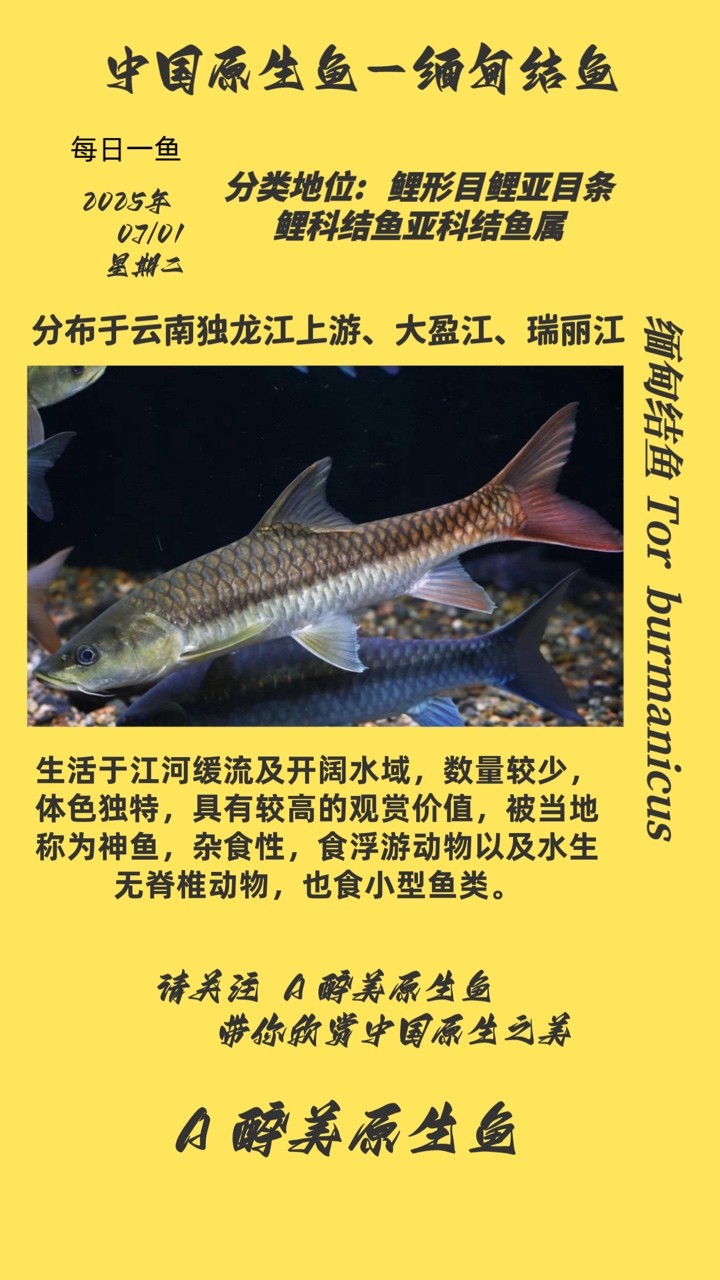 緬甸結魚