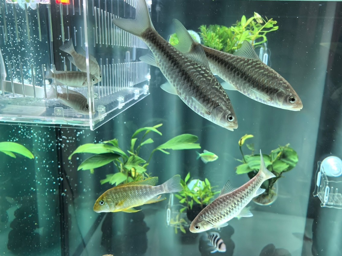 出三條15公分左右吉羅 出三條15公分左右吉羅 龍魚論壇 第3張