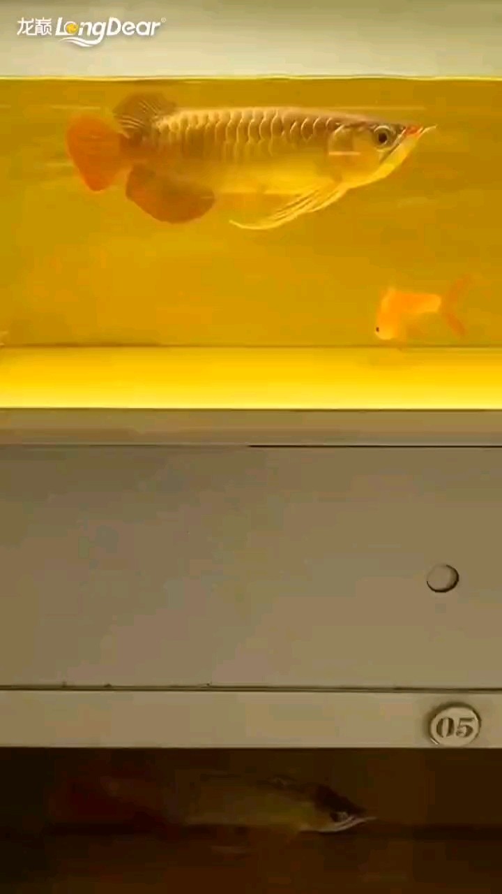 轉發805 轉發805 龍魚論壇 第1張