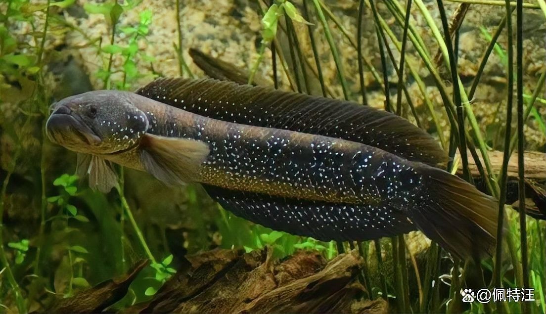 雷龍魚和七星魚區別
