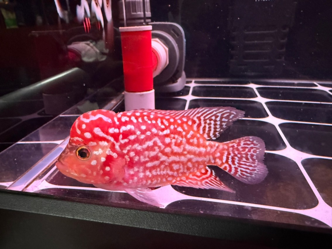龍魚疾病速查表，幫你整理好了常見病癥的恢復周期，龍魚康復時間因病而異，關鍵看病因和治療是否及時恢復