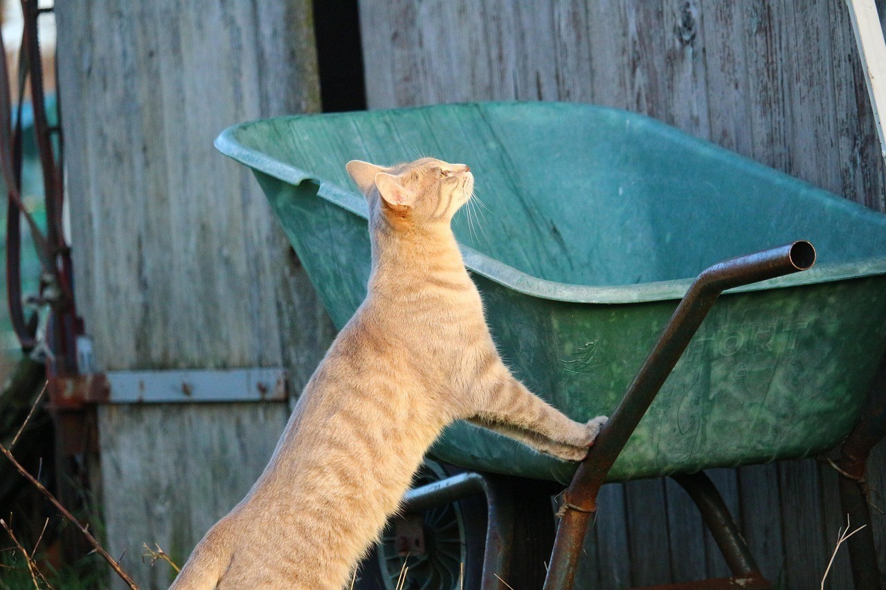 花星魚是什么品種