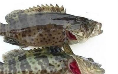 昆山開發區魚樂在線水族館（昆山開發區魚樂在線水族館電話） 昆山開發區魚樂在線水族館（昆山開發區魚樂在線水族館電話） 全國水族館企業名錄