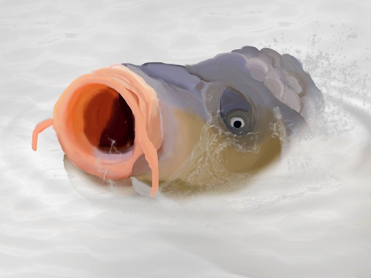 三道鱗鯉魚圖片大全