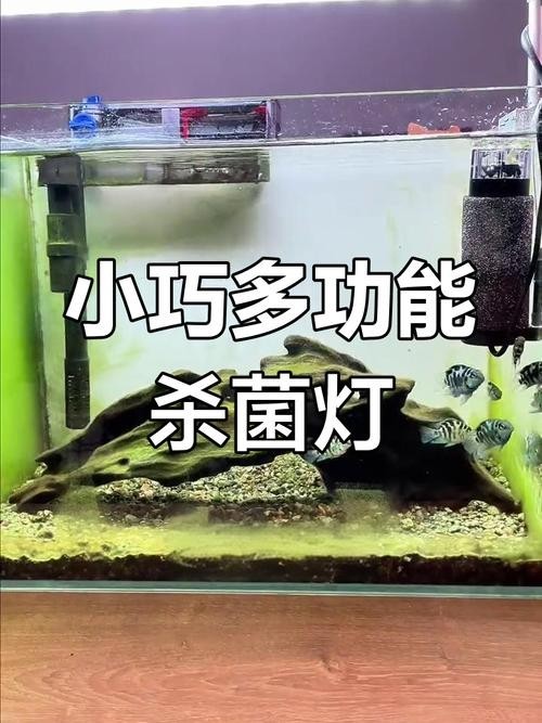 龍魚魚缸在什么情況時(shí)可以開殺菌燈呢