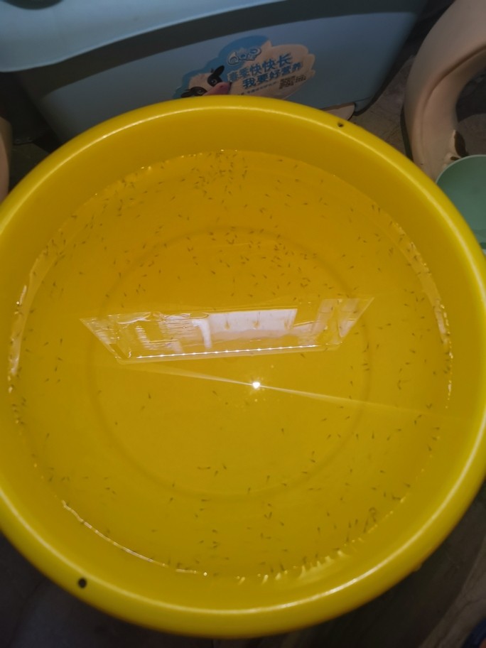 高背金龍魚吃什么食物？ 高背金龍魚吃什么食物？ 龍魚百科 第1張
